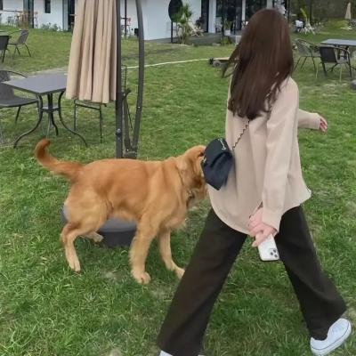母牛总动员